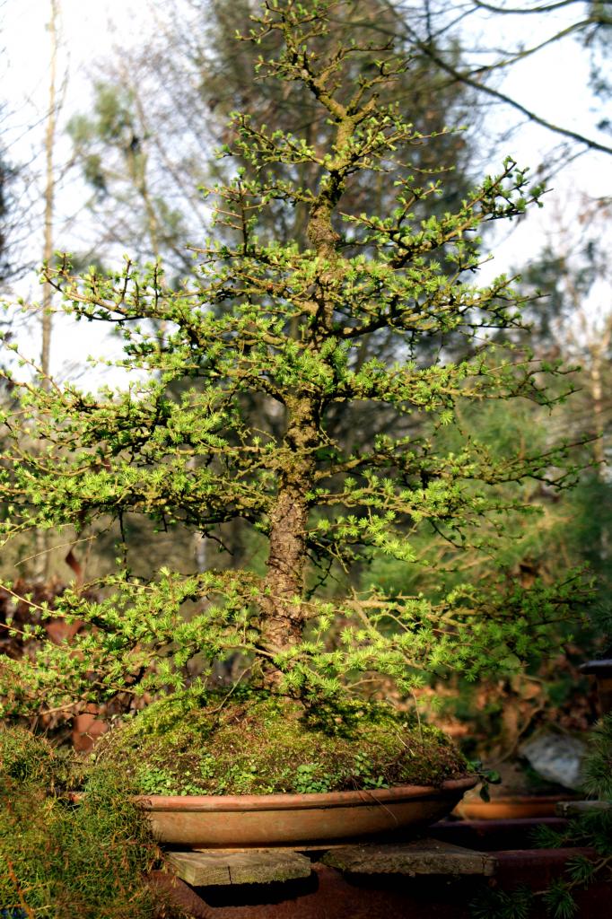 bonsaïs de mélèze au champ clos