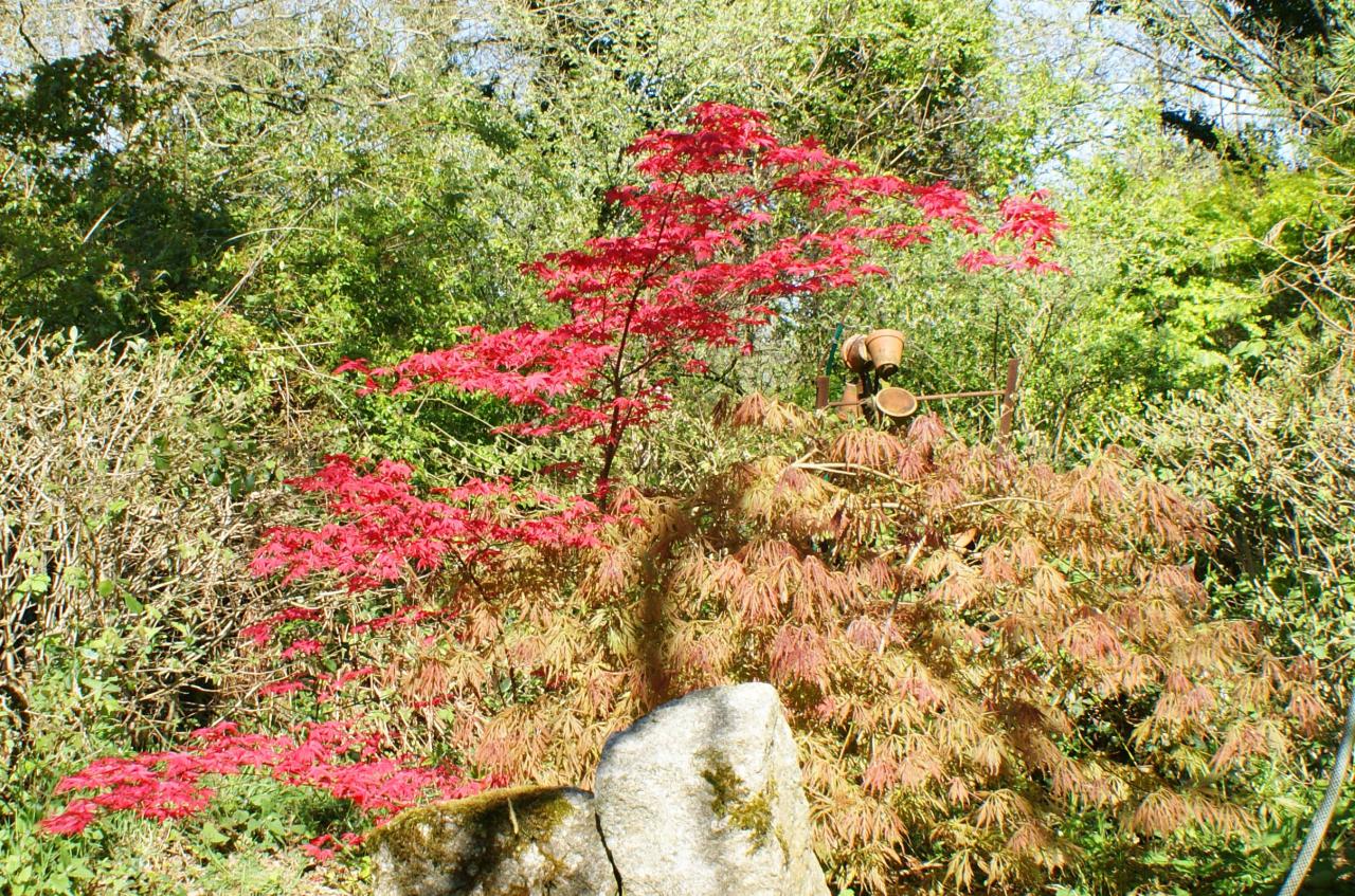 erables au champ clos