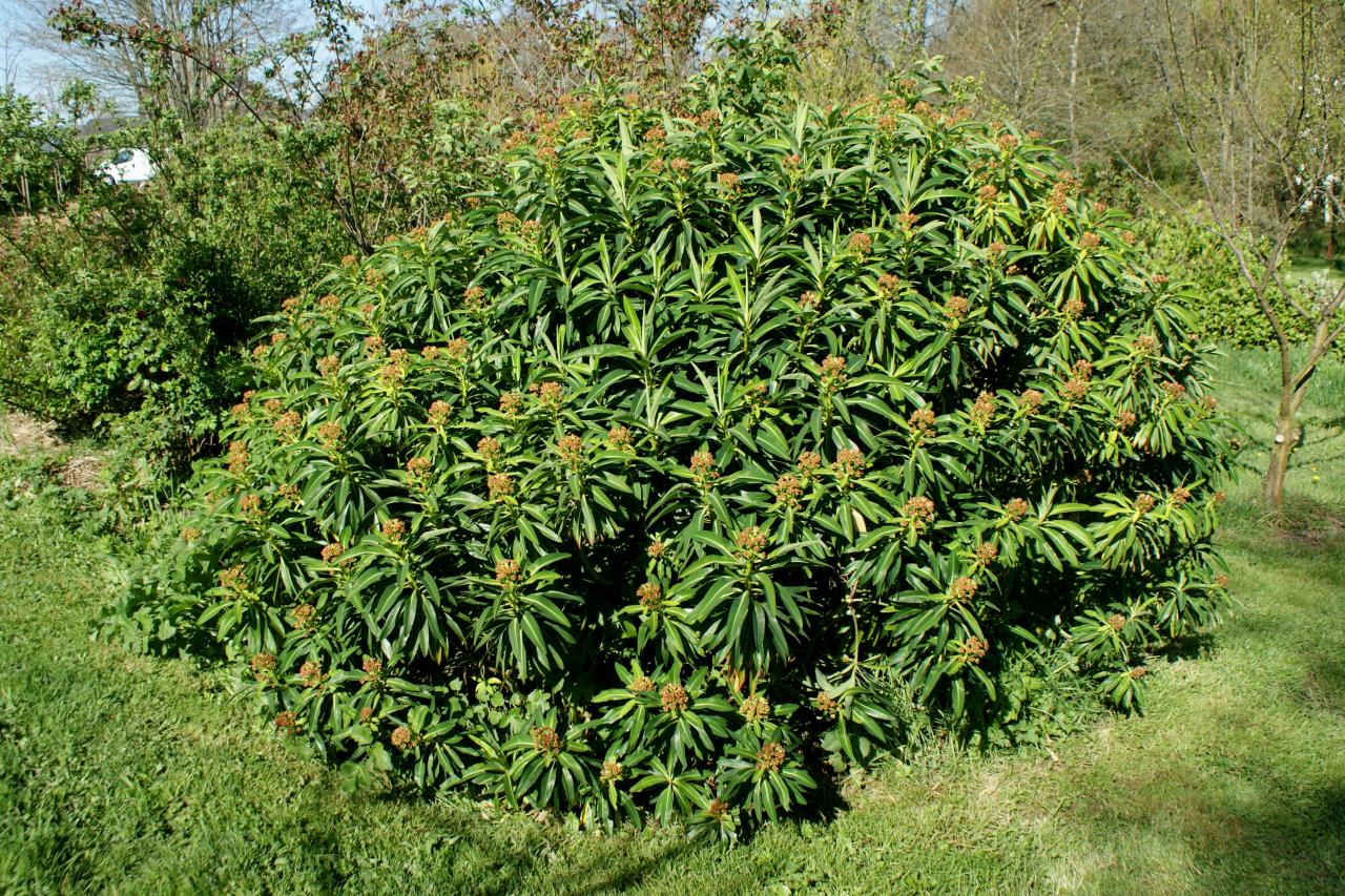 euphorbia stygiana