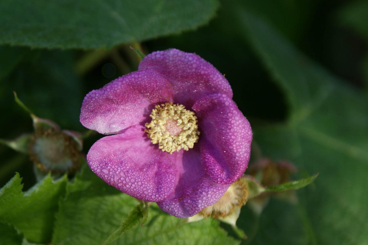 fleur de rubus