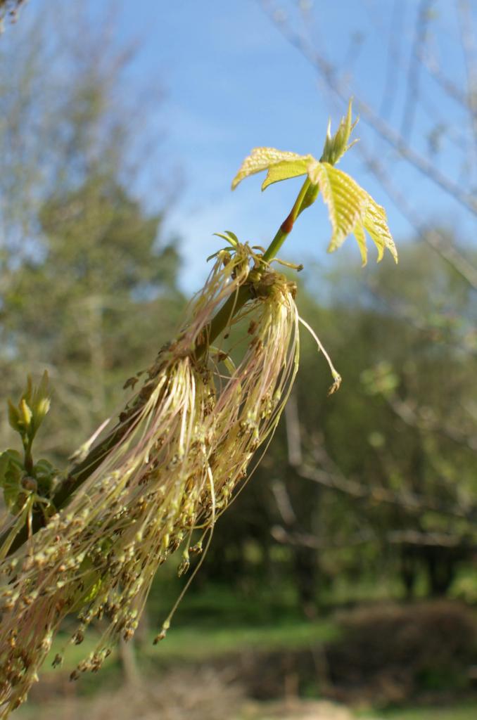 floraison d'acer negundo