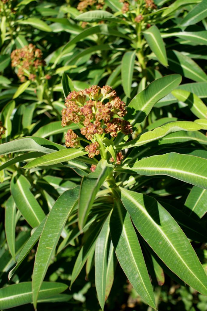 floraison de euphorbia stygiana