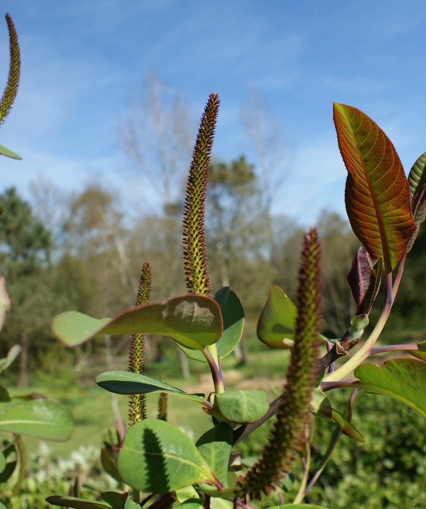 floraison de salix magnifica