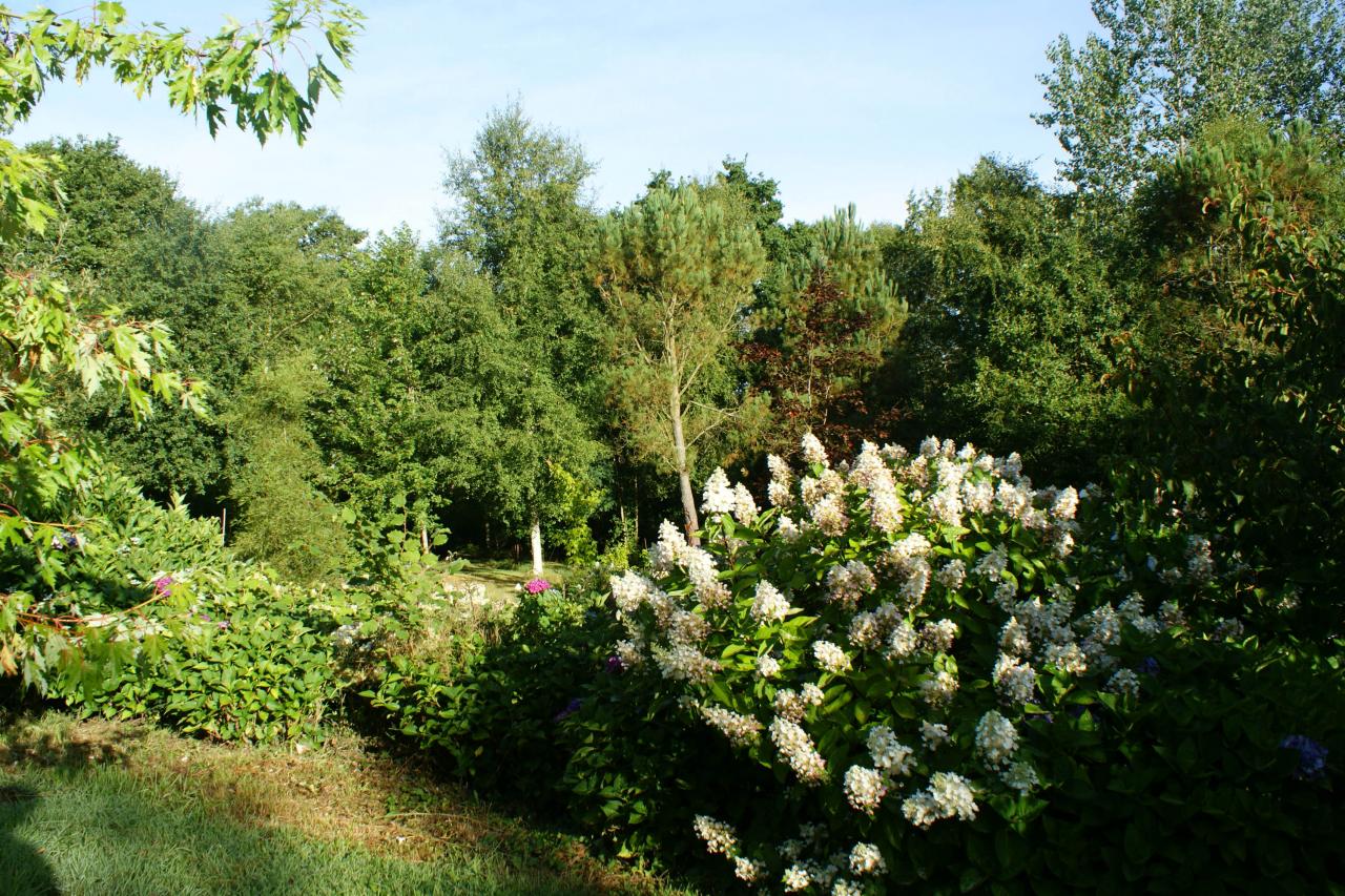 hortensia et l'arboretum