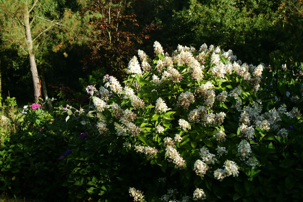 hortensia