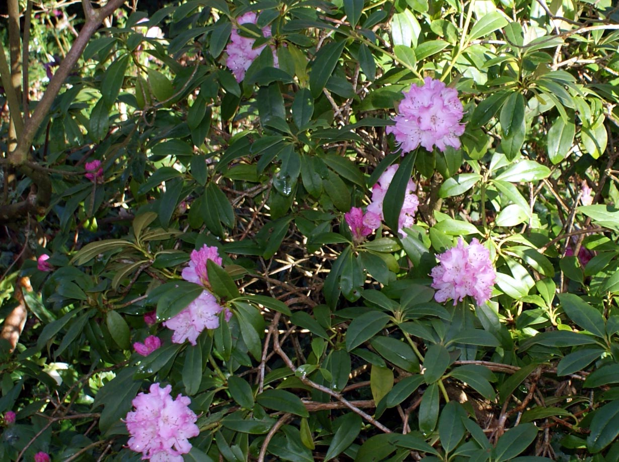 le rhododendron