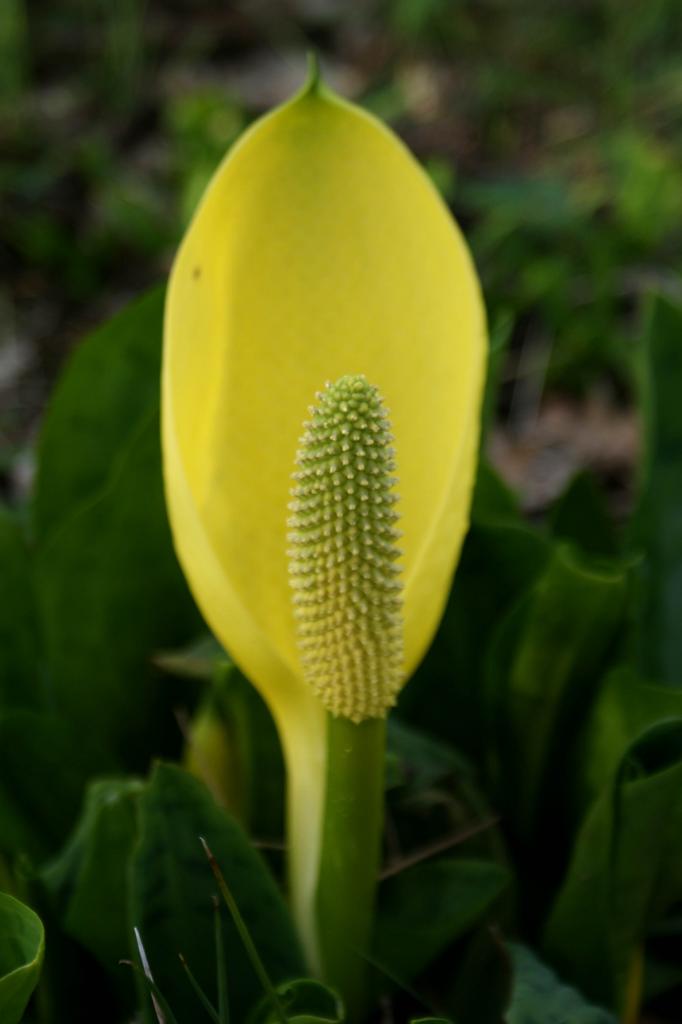 lysichiton Americanus (2)