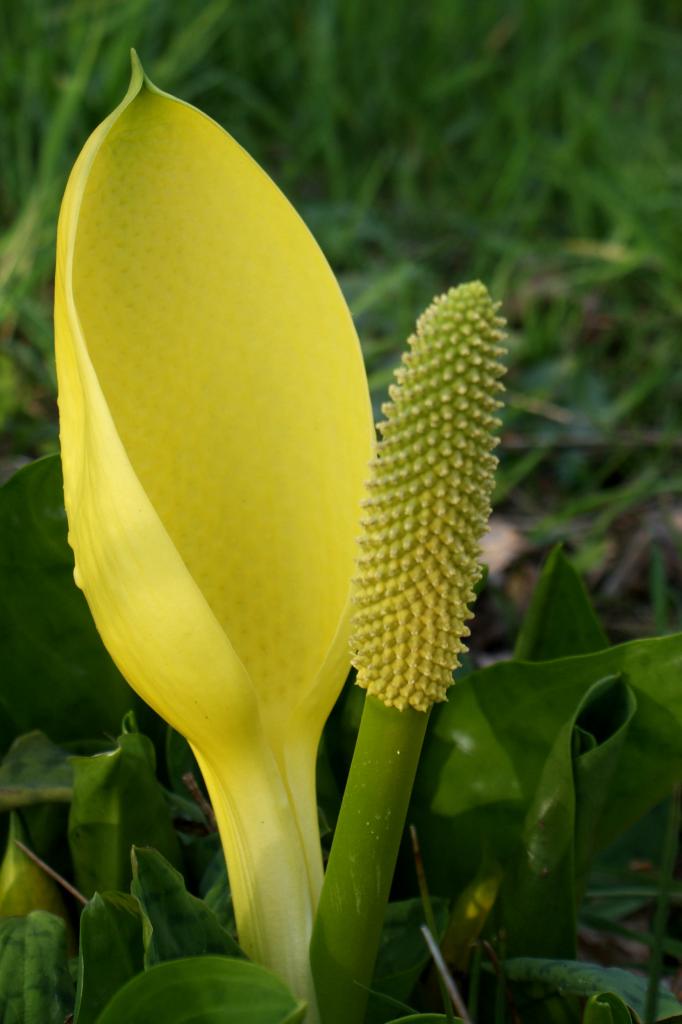 lysichiton Americanus (4)