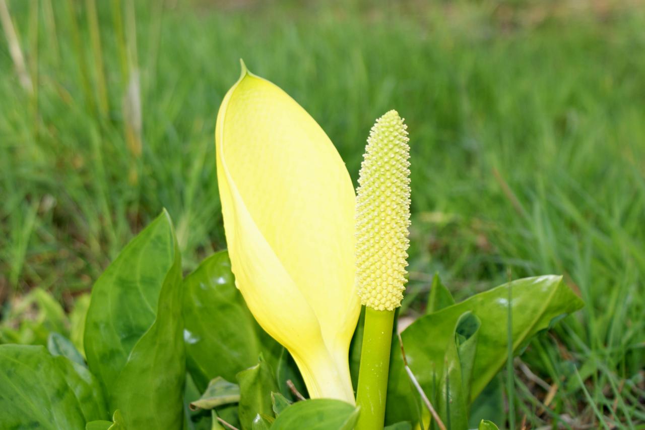 lysichiton Americanus