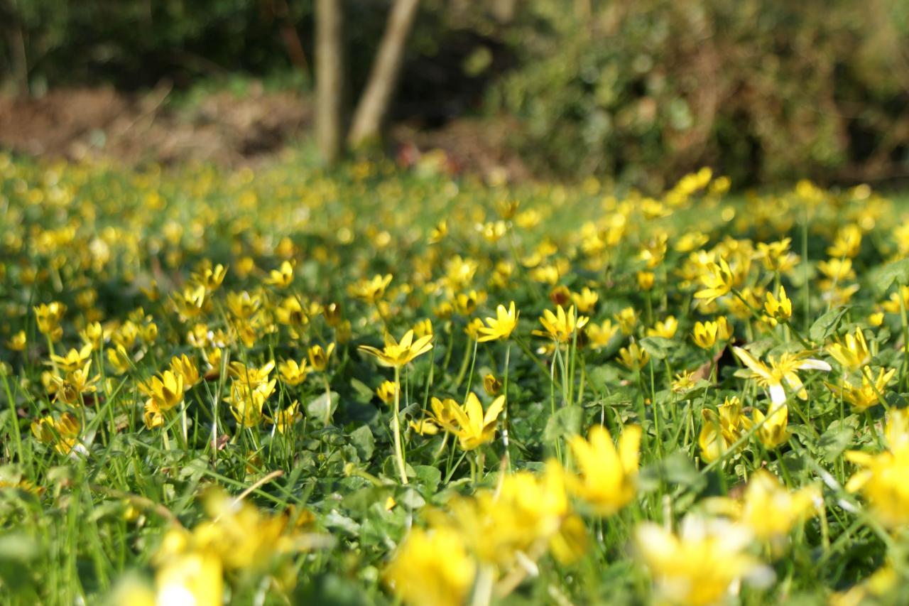 ranonculus ficaria (2)