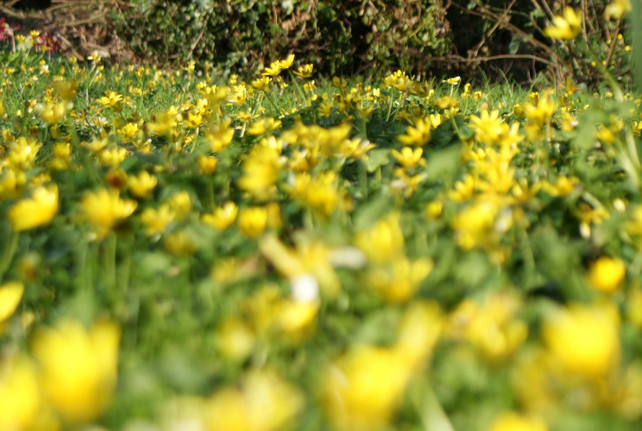 ranonculus ficaria