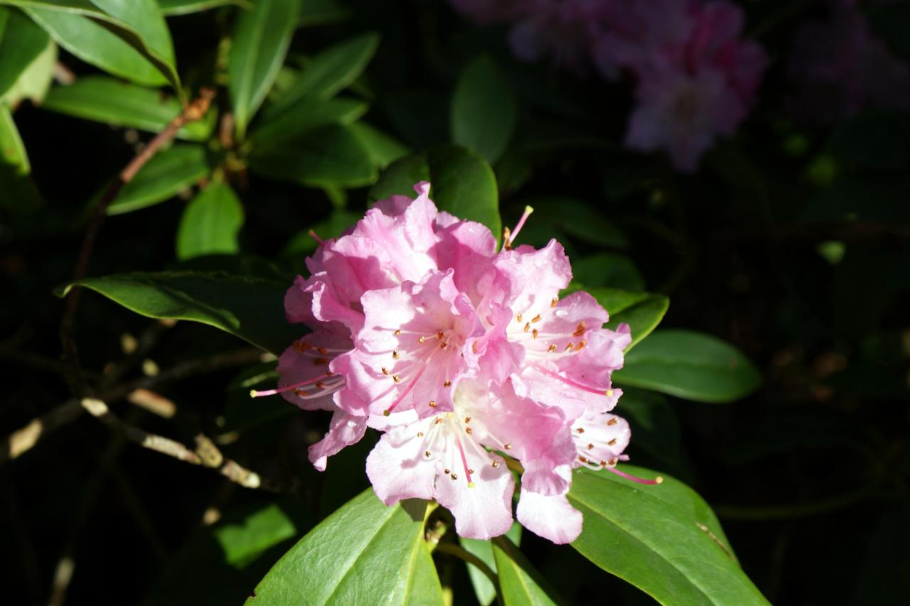 rhododendron 2